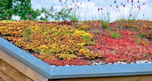 Toiture végétalisée