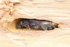 Insecte xylophage