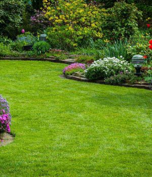 pelouse jardin