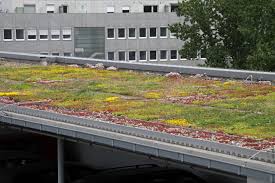 Couverture végétale pour toit plat non accessible